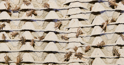 Zákulisí cvrččí farmy – Co potřebují cvrčci k životu?