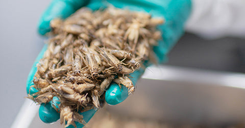 Zákulisí cvrččí farmy – Jak vypadá životní cyklus cvrčka?